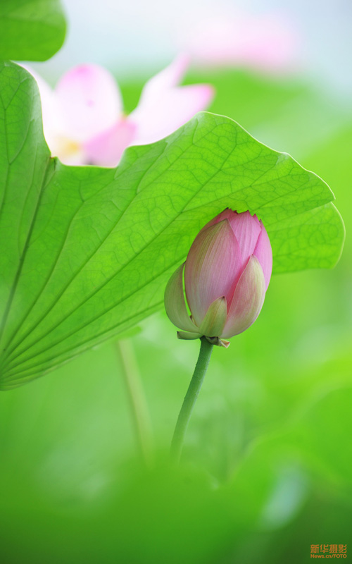 Hoa dừa cạn rủ, hoa dua can ru, hoa Tết, hoa Tet, hạt giống hoa, hoa treo, dạ yến thảo, hoa treo ban công, hoa phong lu, hoa phong lu thao, hoa phong lữ, hoa phong lữ thảo, hạt giống hoa oải hương, bán hạt giống hoa oải hương, hat giong hoa oai huong, hạt giống  chất lượng cao, hat giong hoa , hat giong hoa chat luong cao, hoa trong tham, hoa trong chau,